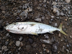 ハマチの釣果