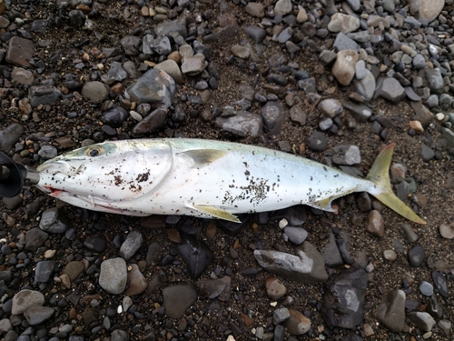 ハマチの釣果