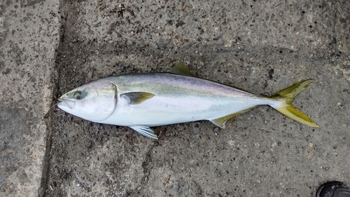 メジロの釣果