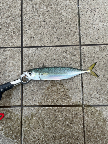 サバの釣果