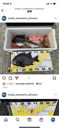 イシガキダイの釣果