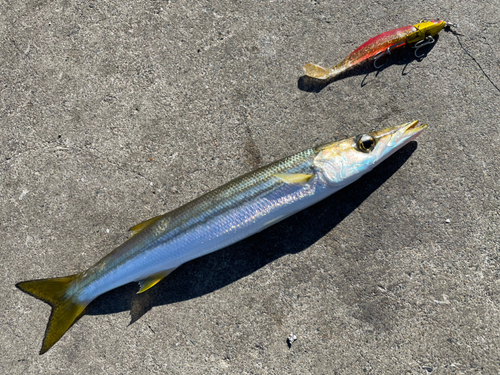 カマスの釣果