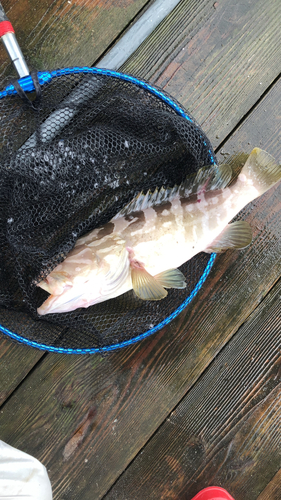 アオハタの釣果