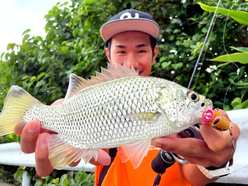 オオクチユゴイの釣果