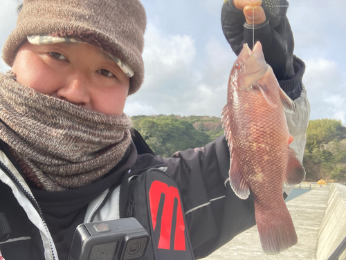 カンダイの釣果