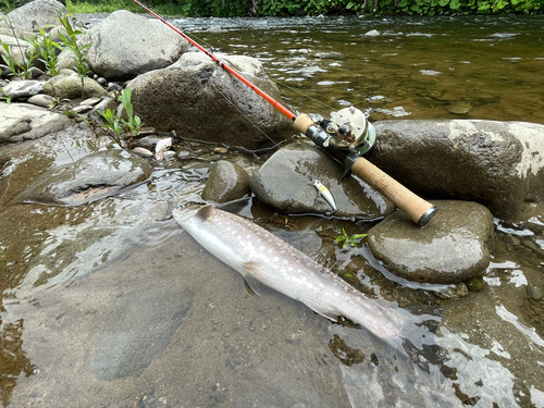 イワナの釣果