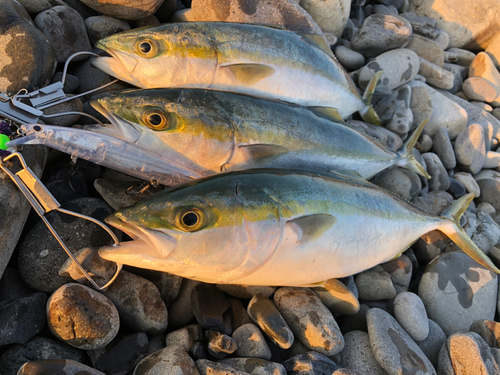 ハマチの釣果