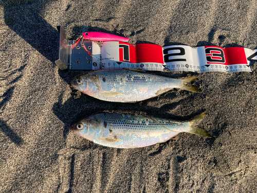 コノシロの釣果