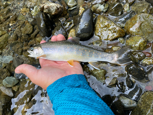 オショロコマの釣果