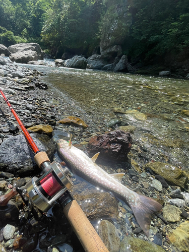 アメマスの釣果