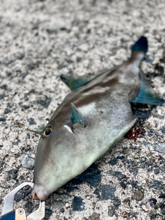 ウマヅラハギの釣果