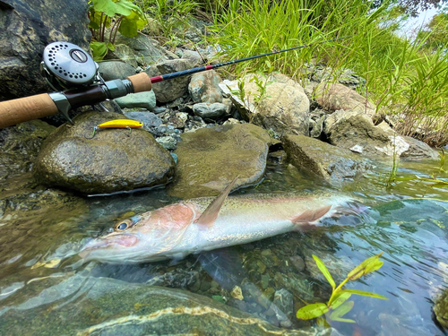 ニジマスの釣果