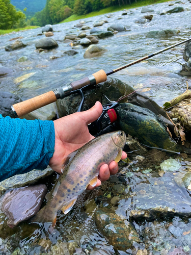 ヤマメの釣果