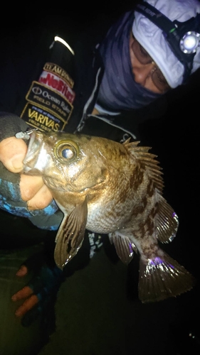 メバルの釣果