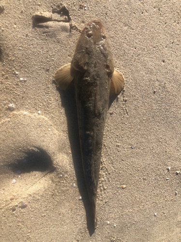 マゴチの釣果