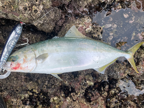 ヤズの釣果