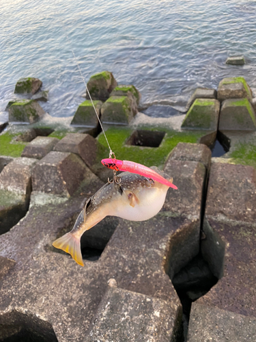 クサフグの釣果