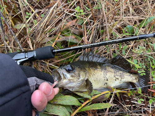 クロメバルの釣果