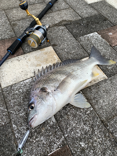 キビレの釣果