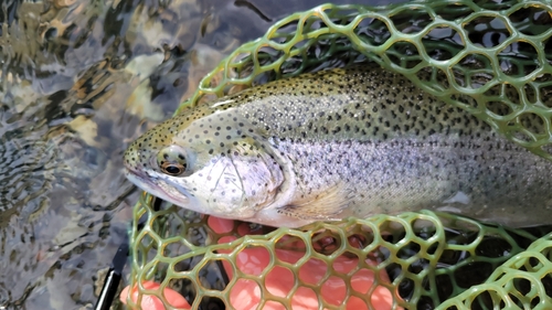 ニジマスの釣果