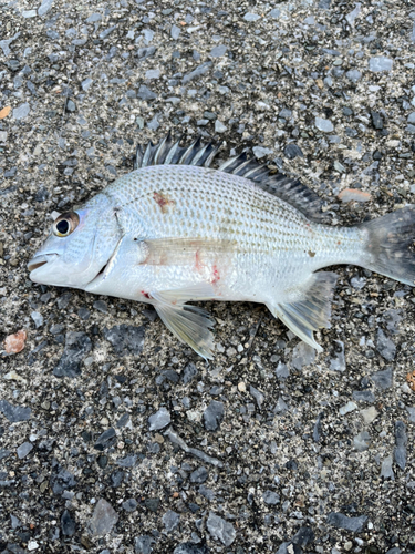 チヌの釣果