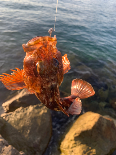 カサゴの釣果