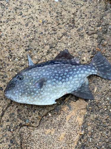 マアジの釣果