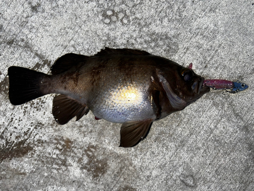 メバルの釣果