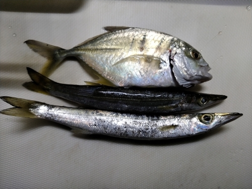 カマスの釣果