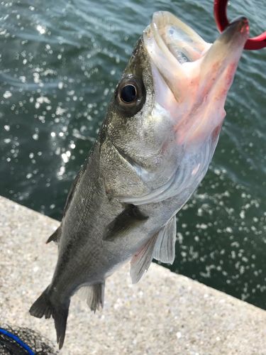 フッコ（マルスズキ）の釣果