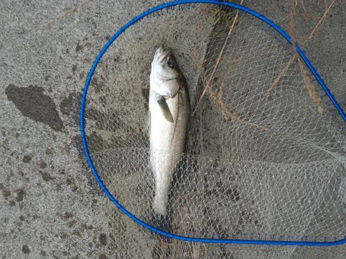 釣果