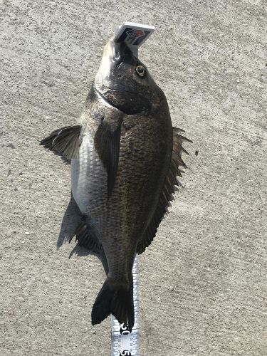 チヌの釣果