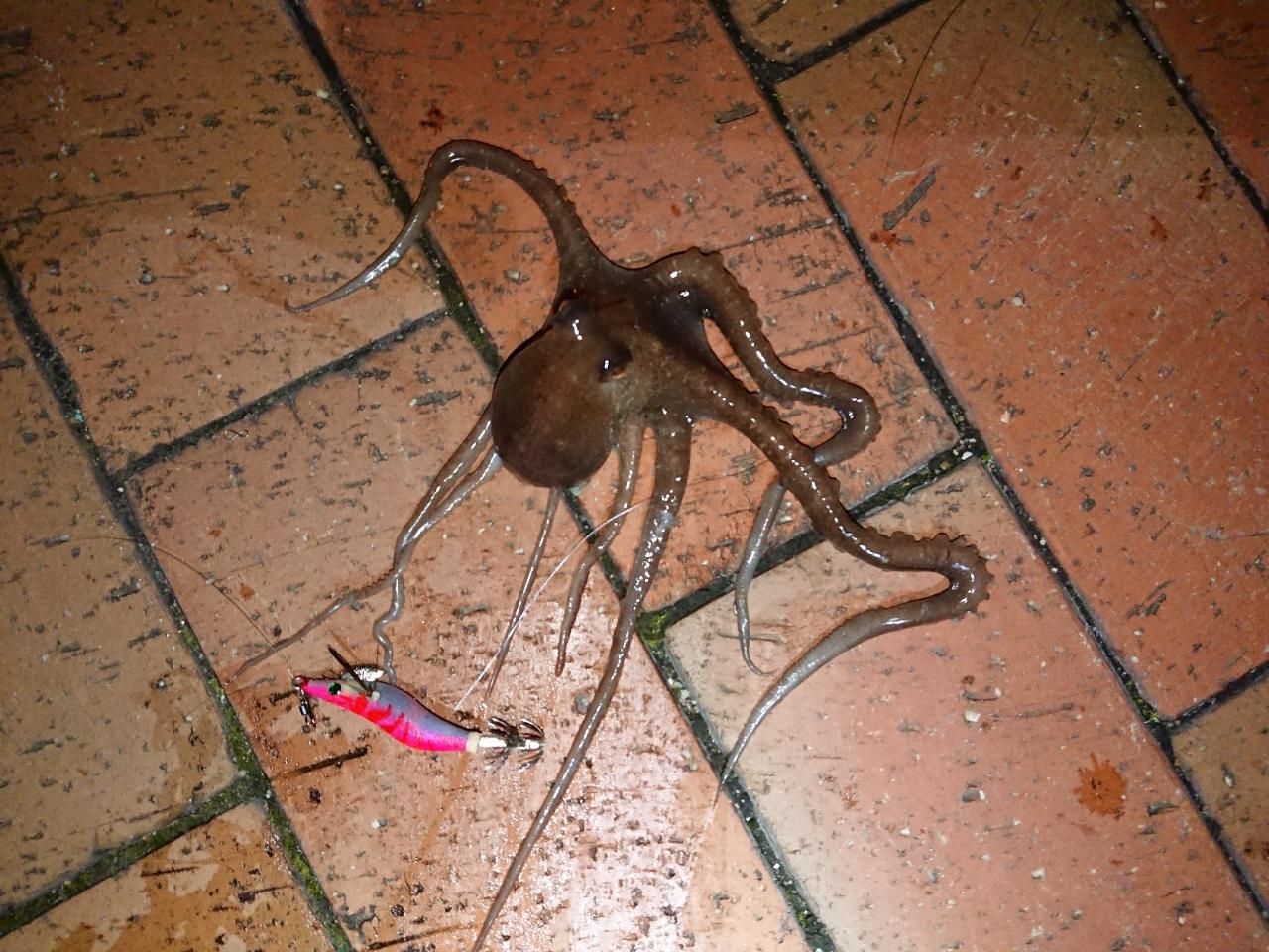 タコ