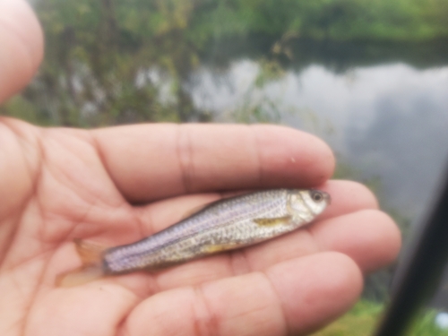 モロコの釣果