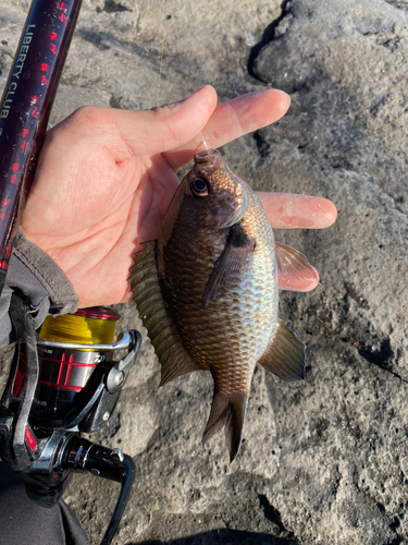 スズメダイの釣果