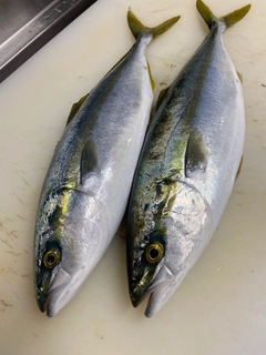 ハマチの釣果