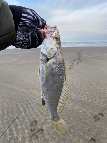 ニベの釣果