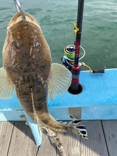 マゴチの釣果