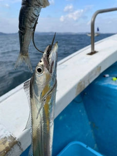 タチウオの釣果