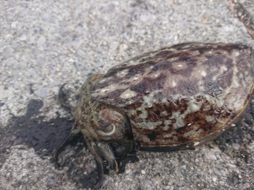 コウイカの釣果