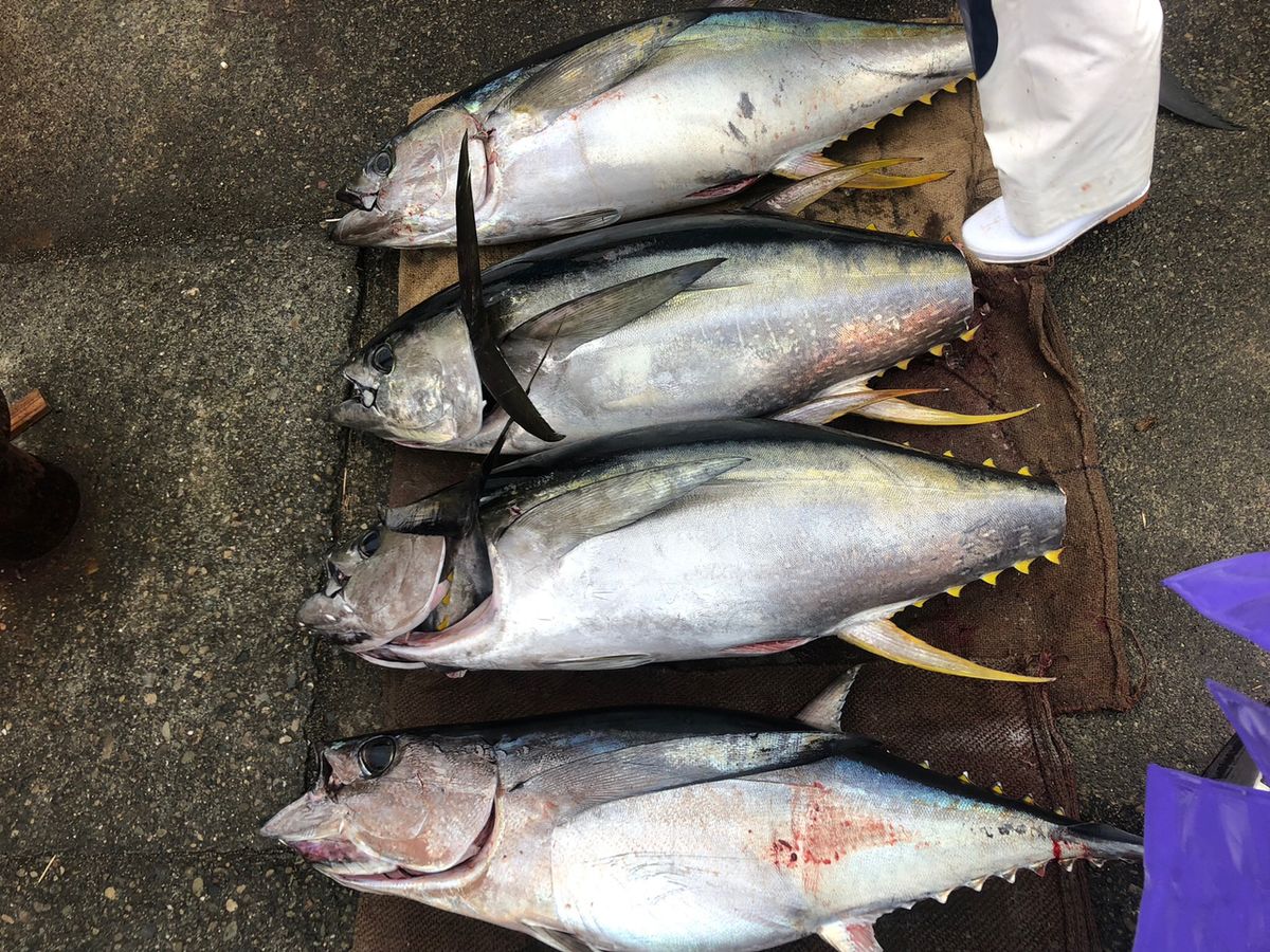 彦ニャンさんの釣果 2枚目の画像