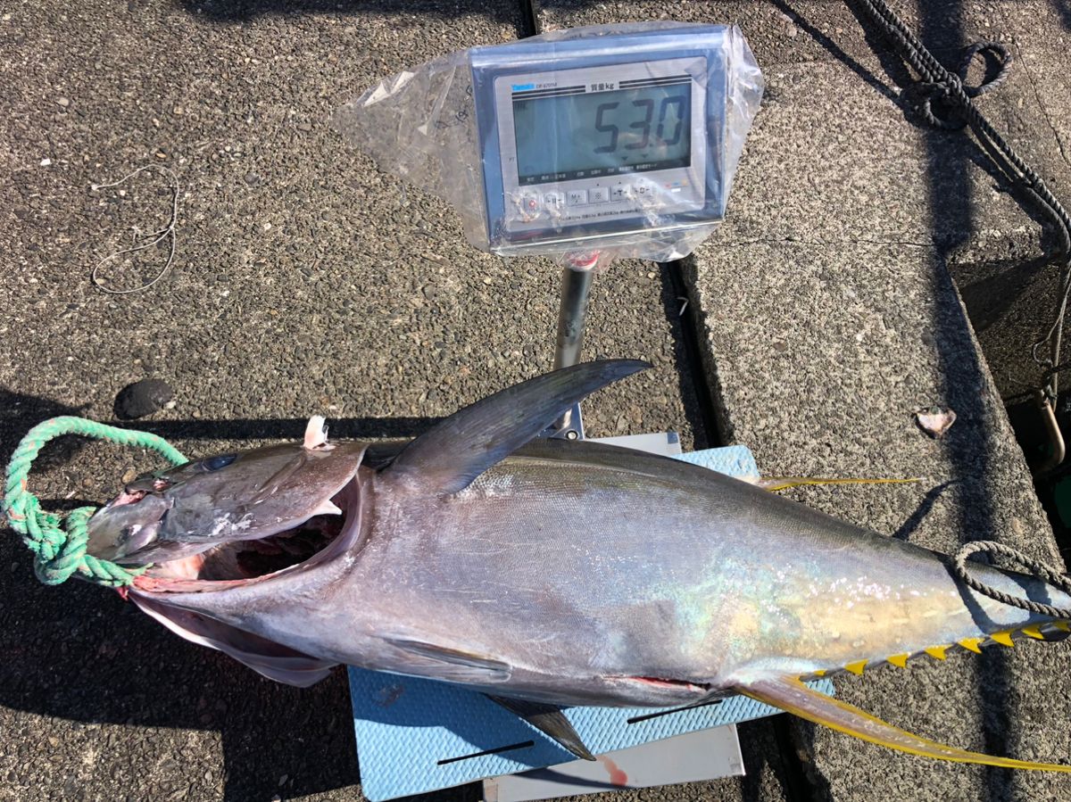 彦ニャンさんの釣果 3枚目の画像