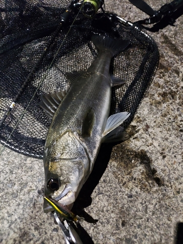 フッコ（マルスズキ）の釣果