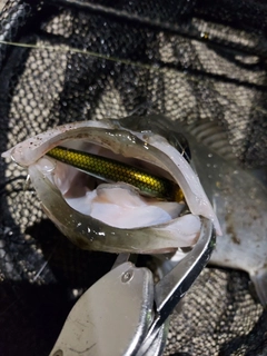 フッコ（ヒラスズキ）の釣果