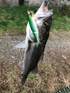 マルスズキの釣果