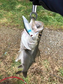 マルスズキの釣果