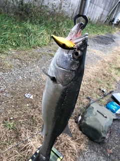 マルスズキの釣果