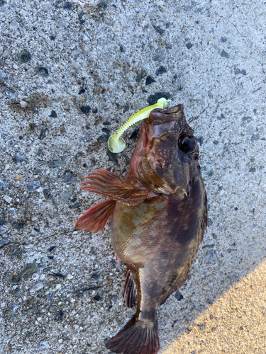 カサゴの釣果