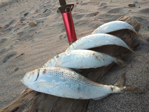 コノシロの釣果