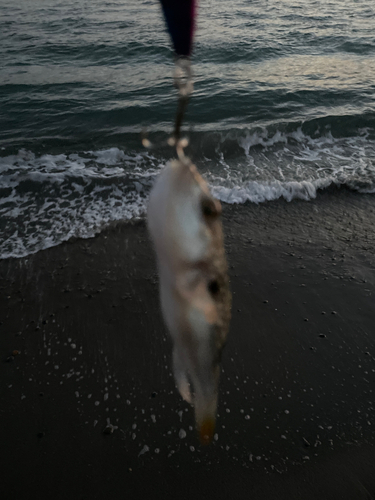 クサフグの釣果